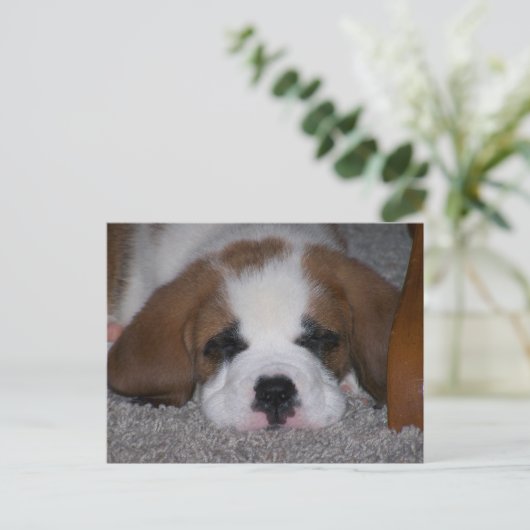 Sleeping St. Bernard Puppy Briefkaart (Staand voorkant)