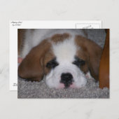 Sleeping St. Bernard Puppy Briefkaart (Voorkant / Achterkant)