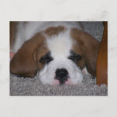 Sleeping St. Bernard Puppy Briefkaart (Voorkant)