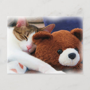 Sleeping Tabby Teddy Bear Briefkaart