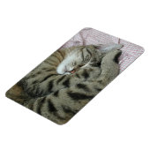 Sleeping tijger-kat magneet (Linkerzijde)