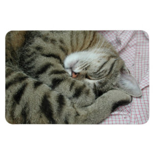 Sleeping tijger-kat magneet