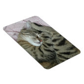 Sleeping tijger-kat magneet (Rechterzijde)