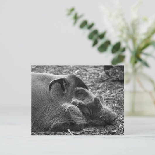 "Sleeping Vietnamees hog" Briefkaart (Staand voorkant)