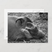 "Sleeping Vietnamees hog" Briefkaart (Voorkant / Achterkant)