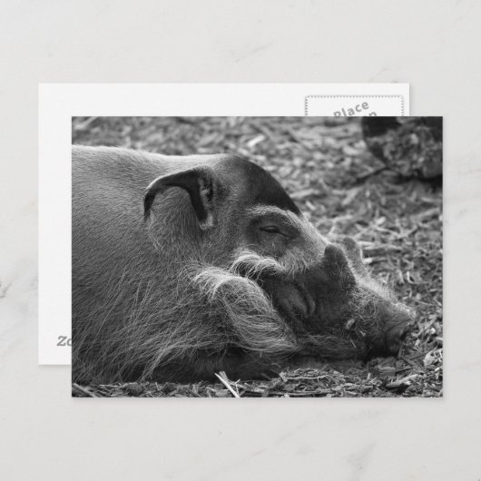 "Sleeping Vietnamees hog" Briefkaart (Voorkant / Achterkant)