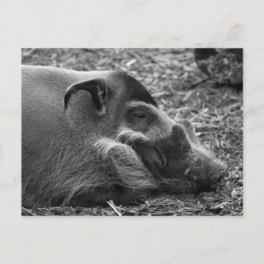 "Sleeping Vietnamees hog" Briefkaart (Voorkant)