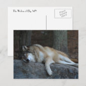 Sleeping Wolf of Northern Minnesota Briefkaart (Voorkant / Achterkant)