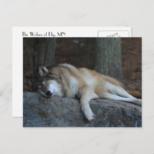 Sleeping Wolf of Northern Minnesota Briefkaart (Voorkant / Achterkant)