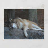 Sleeping Wolf of Northern Minnesota Briefkaart (Voorkant)