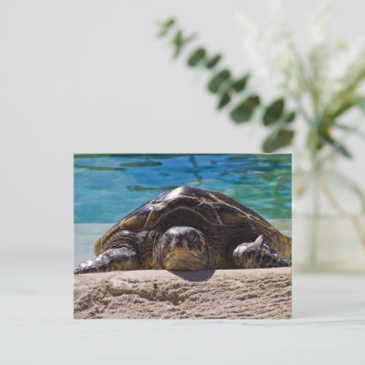 Sleepschildpad Briefkaart (Staand voorkant)