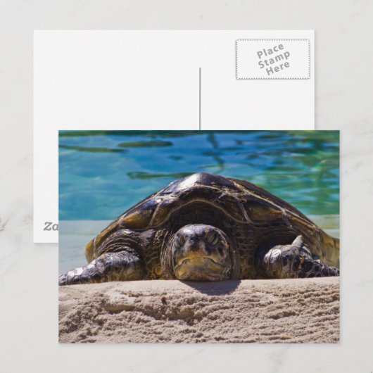 Sleepschildpad Briefkaart (Voorkant / Achterkant)