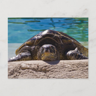 Sleepschildpad Briefkaart