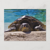 Sleepschildpad Briefkaart (Voorkant)