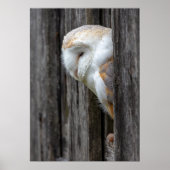 Sleepy Barn Owl Poster (Voorkant)