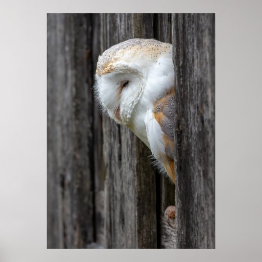 Sleepy Barn Owl Poster (Voorkant)