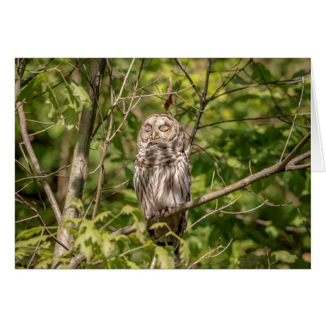 Sleepy Barred Owl (Voorkant Horizontaal)