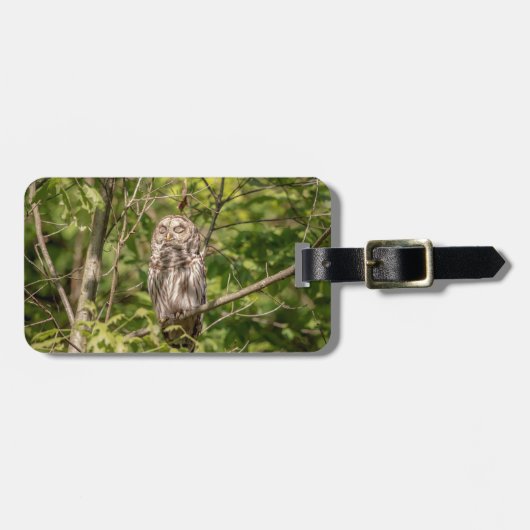 Sleepy Barred Owl Bagagelabel (Voorkant horizontaal)