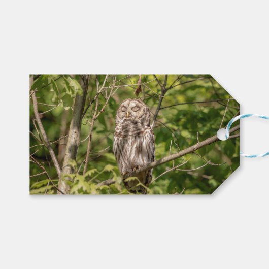 Sleepy Barred Owl Cadeaulabel (Voorkant (Horizontaal))