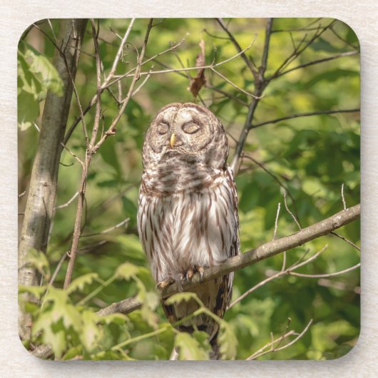 Sleepy Barred Owl Drankjes Onderzetter (Voorkant)