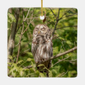 Sleepy Barred Owl Keramisch Ornament (Achterkant)