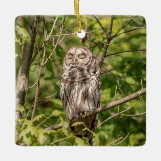 Sleepy Barred Owl Keramisch Ornament (Voorkant)