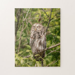 Sleepy Barred Owl Legpuzzel