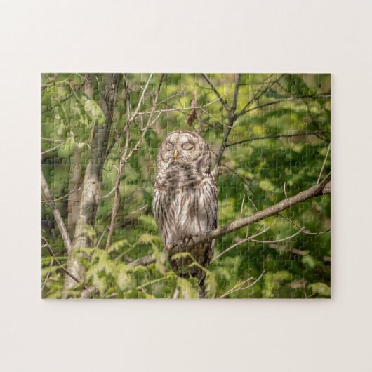 Sleepy Barred Owl Legpuzzel (Horizontaal)