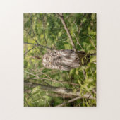 Sleepy Barred Owl Legpuzzel (Verticaal)