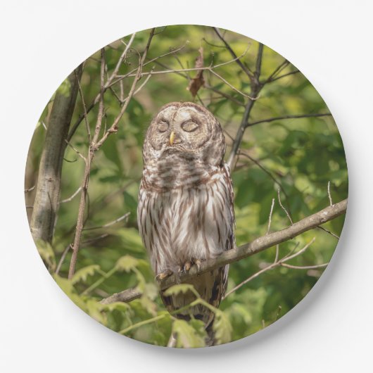 Sleepy Barred Owl Papieren Bordje (Voorkant)