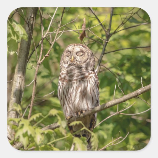 Sleepy Barred Owl Vierkante Sticker (Voorkant)