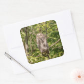 Sleepy Barred Owl Vierkante Sticker (Envelop)