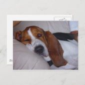 Sleepy Basset Hound Briefkaart (Voorkant / Achterkant)