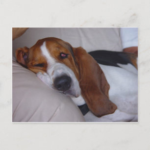 Sleepy Basset Hound Briefkaart
