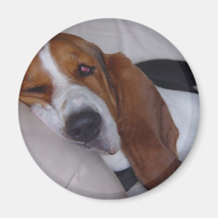 Sleepy Basset Hound Magneet