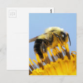 Sleepy Bee Briefkaart (Voorkant / Achterkant)