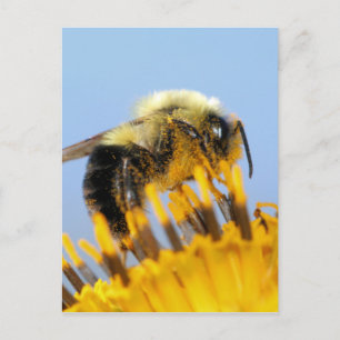 Sleepy Bee Briefkaart