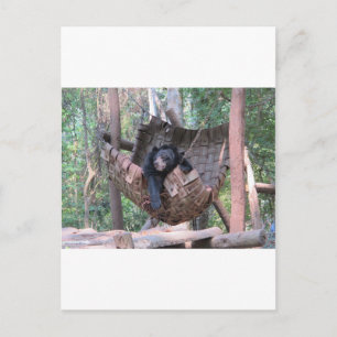 Sleepy Beer Hammock Park Forest Trail Camping Art Briefkaart