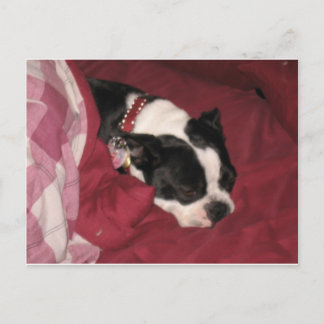 Sleepy Boston Briefkaart