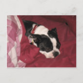 Sleepy Boston Briefkaart (Voorkant)