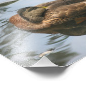 Sleepy Brown Mallard Duck 10x8 Natuur Foto Afdruk (Hoek)