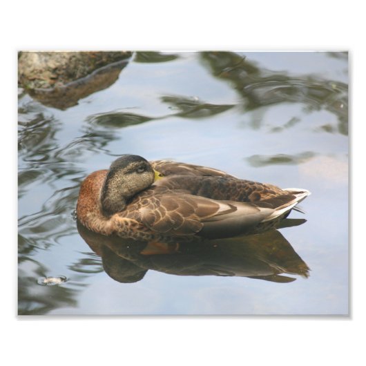 Sleepy Brown Mallard Duck 10x8 Natuur Foto Afdruk (Voorkant)