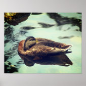 Sleepy Brown Mallard Duck Natuur Poster (Voorkant)