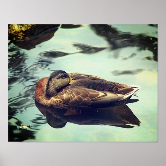 Sleepy Brown Mallard Duck Natuur Poster (Voorkant)