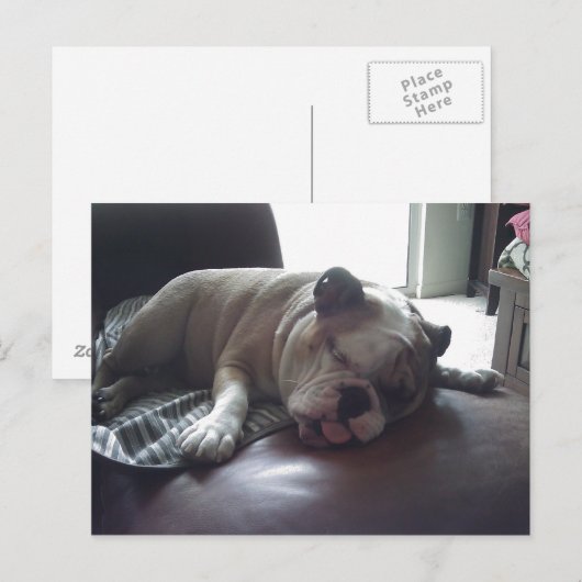 Sleepy bulldog briefkaart (Voorkant / Achterkant)