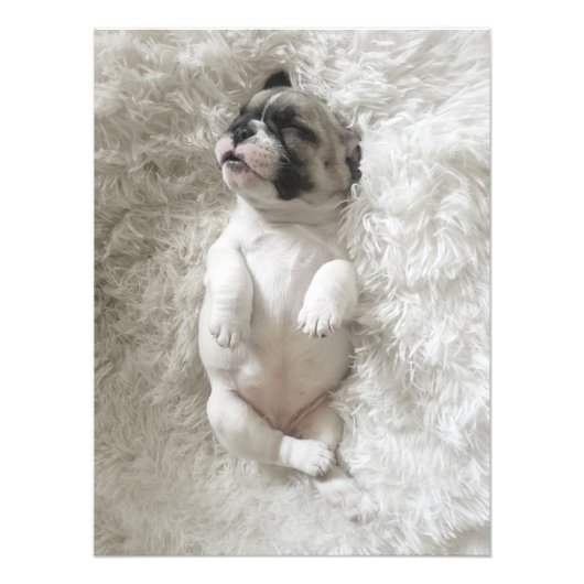 Sleepy Bulldog Puppy | Grote foto Foto Afdruk (Voorkant)