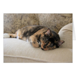 Sleepy Calico Cat, blanco notities