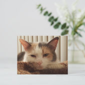 Sleepy Calico Cat Briefkaart (Staand voorkant)