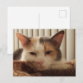 Sleepy Calico Cat Briefkaart (Voorkant / Achterkant)