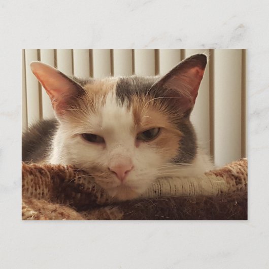 Sleepy Calico Cat Briefkaart (Voorkant)
